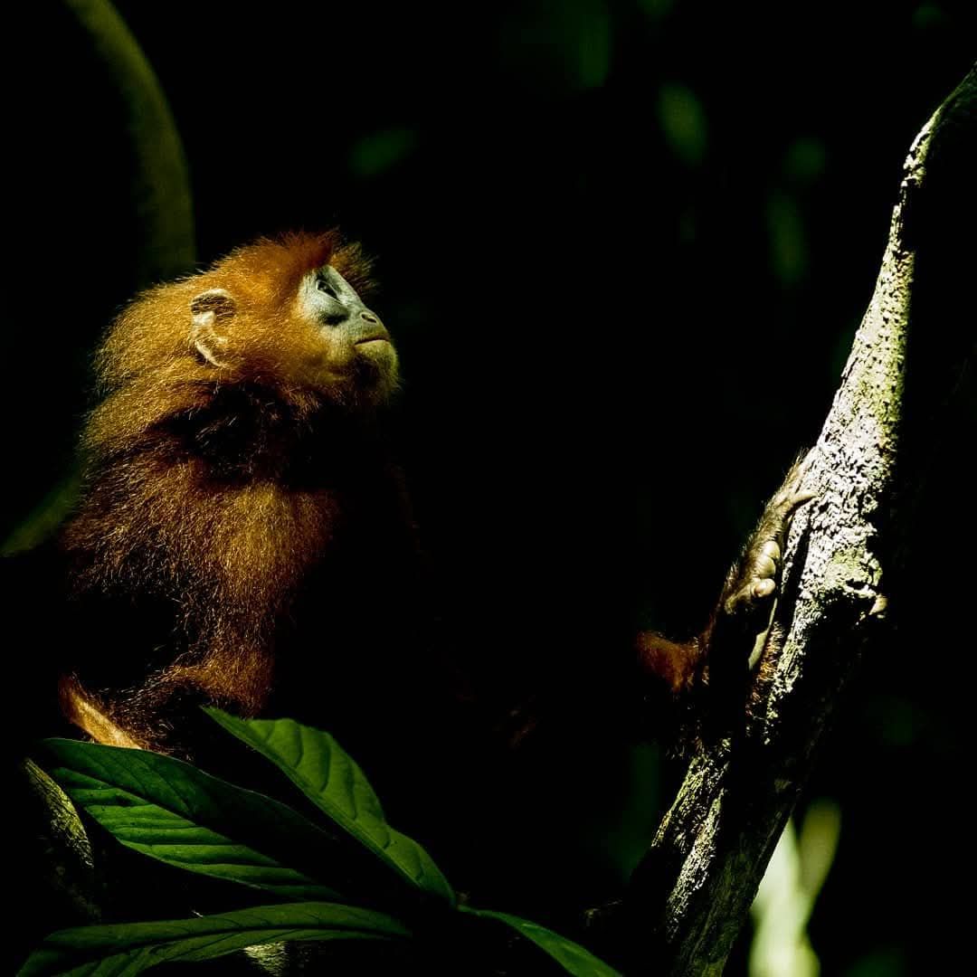 Maroon Langur in the canopy, Deramakot